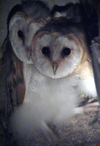 chouettes-effraies-nid