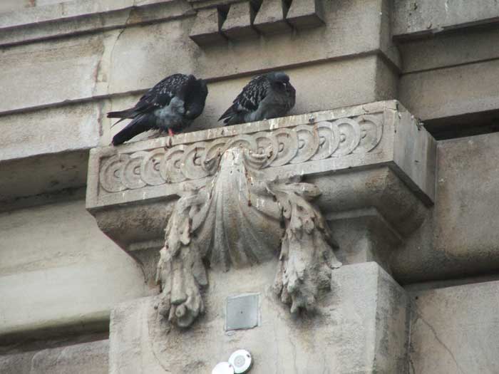 pigeons Il faut que tout le monde mange mais quand même!
